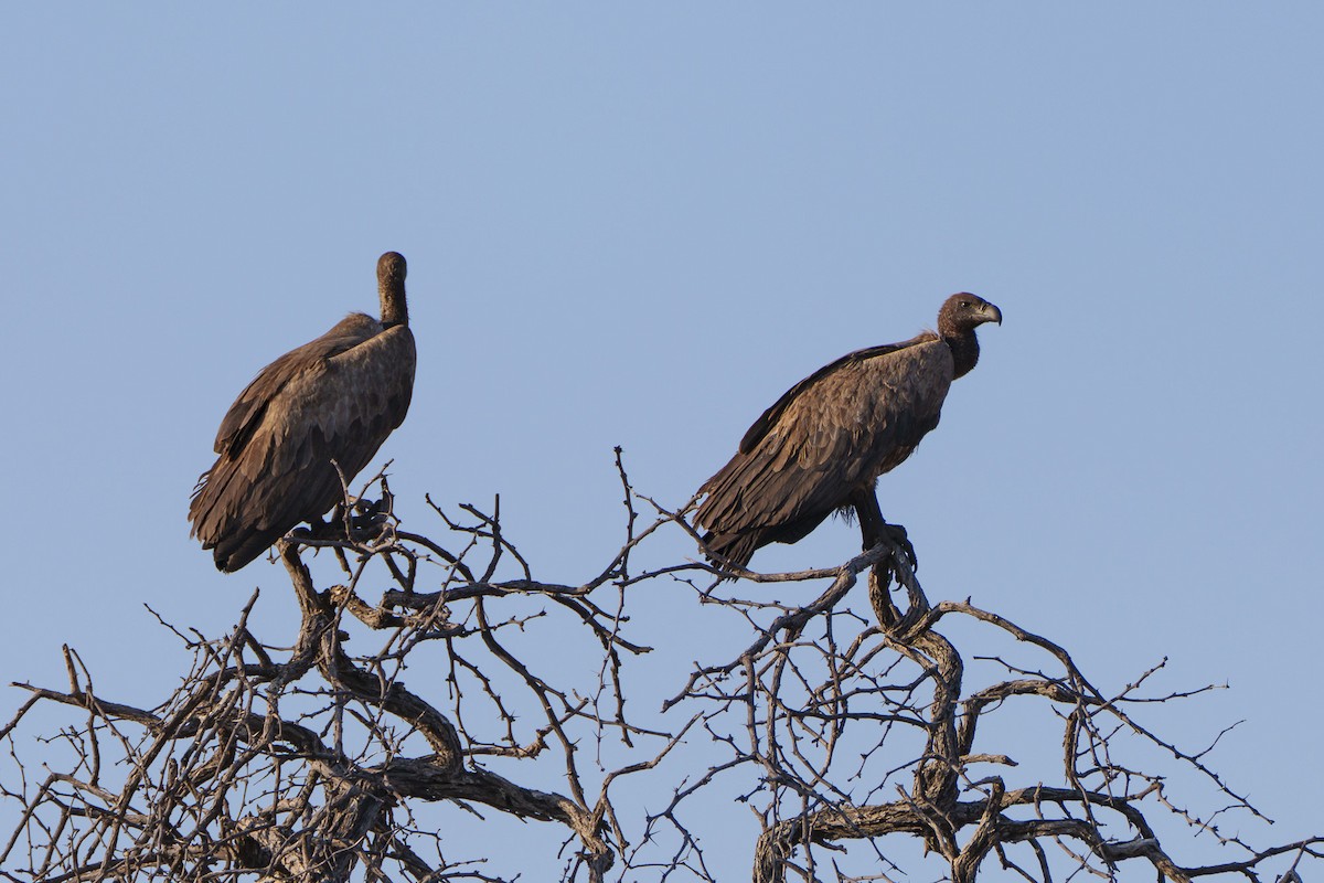 Ak Sırtlı Akbaba - ML646078438