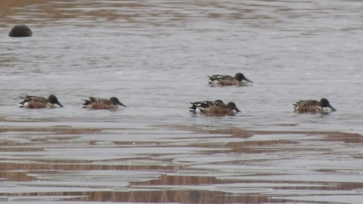 Northern Shoveler - ML646078446