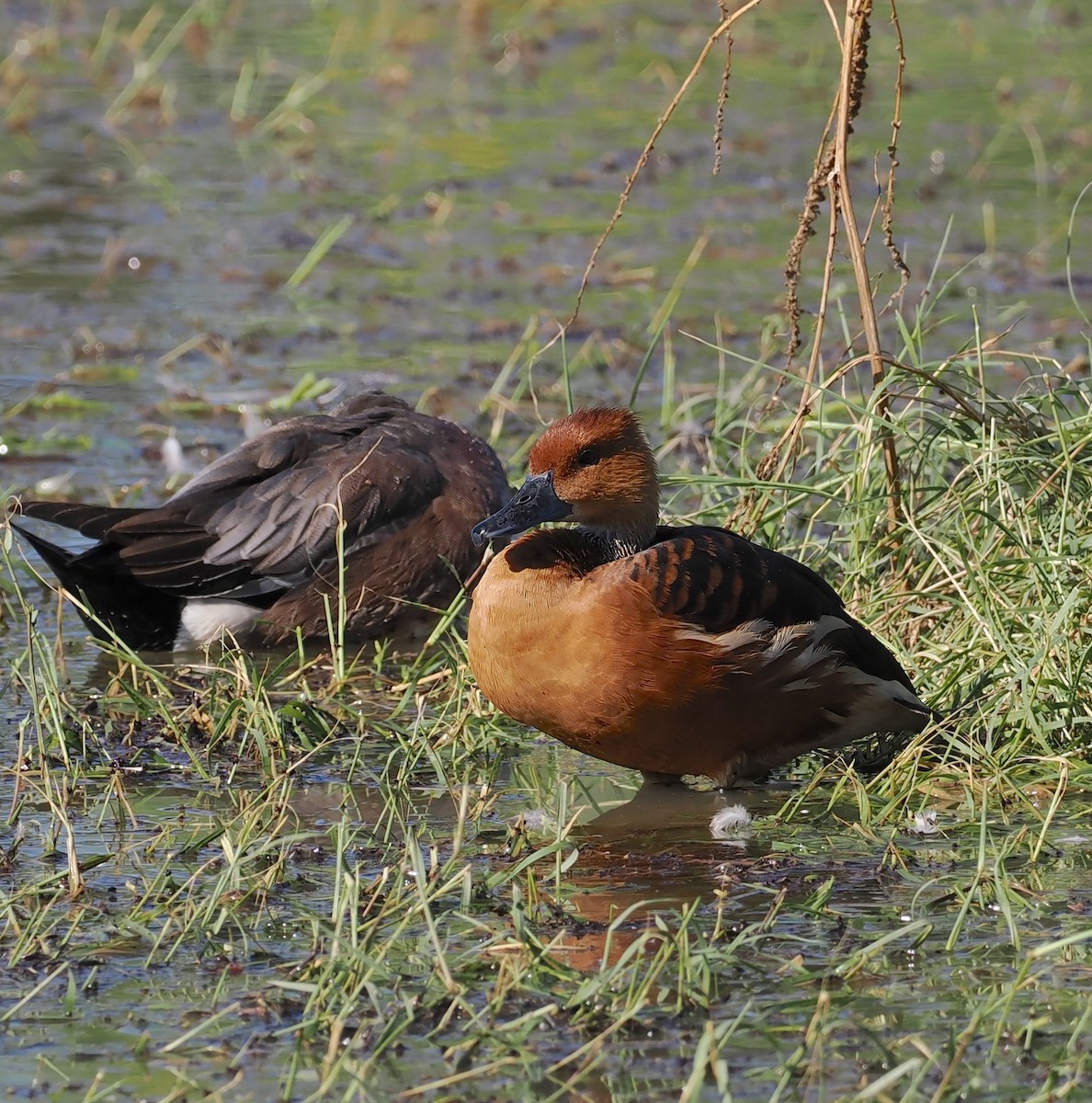 Fulvous Whistling-Duck - ML646078448
