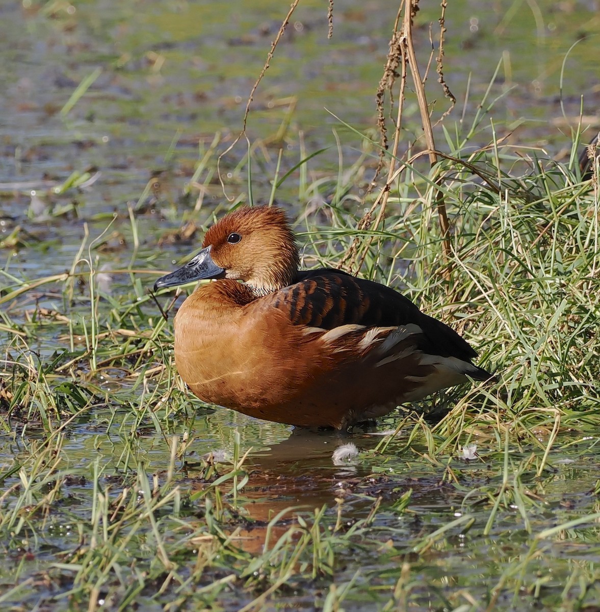 Fulvous Whistling-Duck - ML646078449