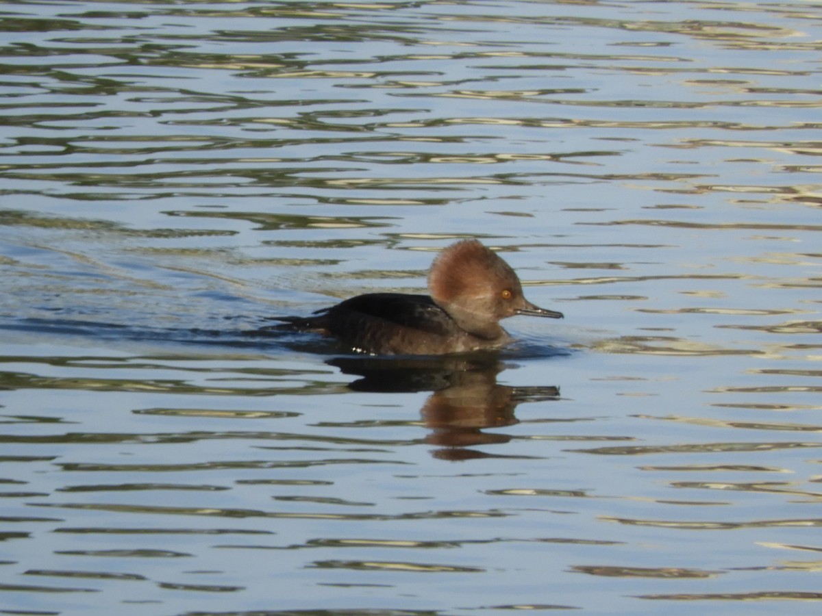 Hooded Merganser - ML646078451