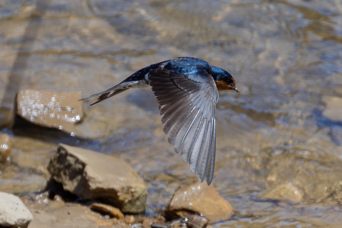 Welcome Swallow - ML646078453