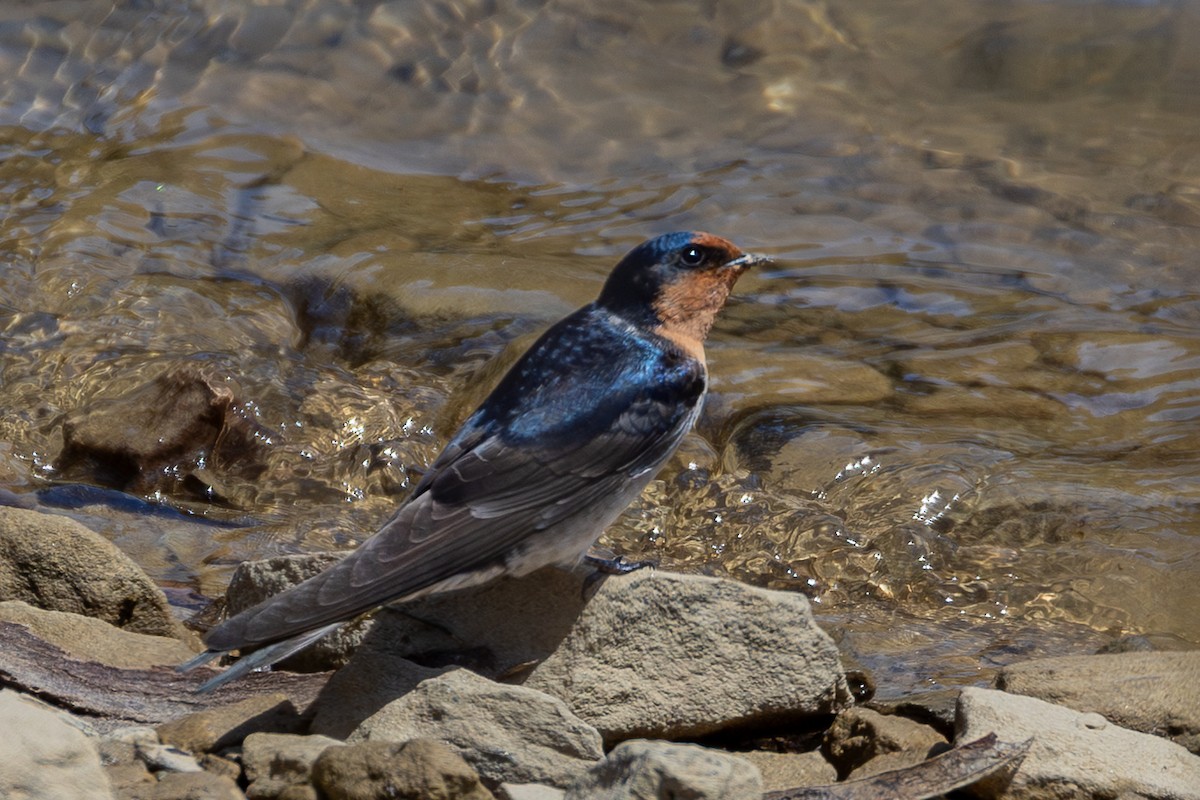 Welcome Swallow - ML646078454