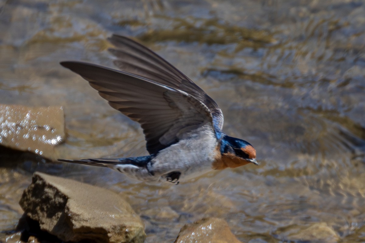 Welcome Swallow - ML646078455