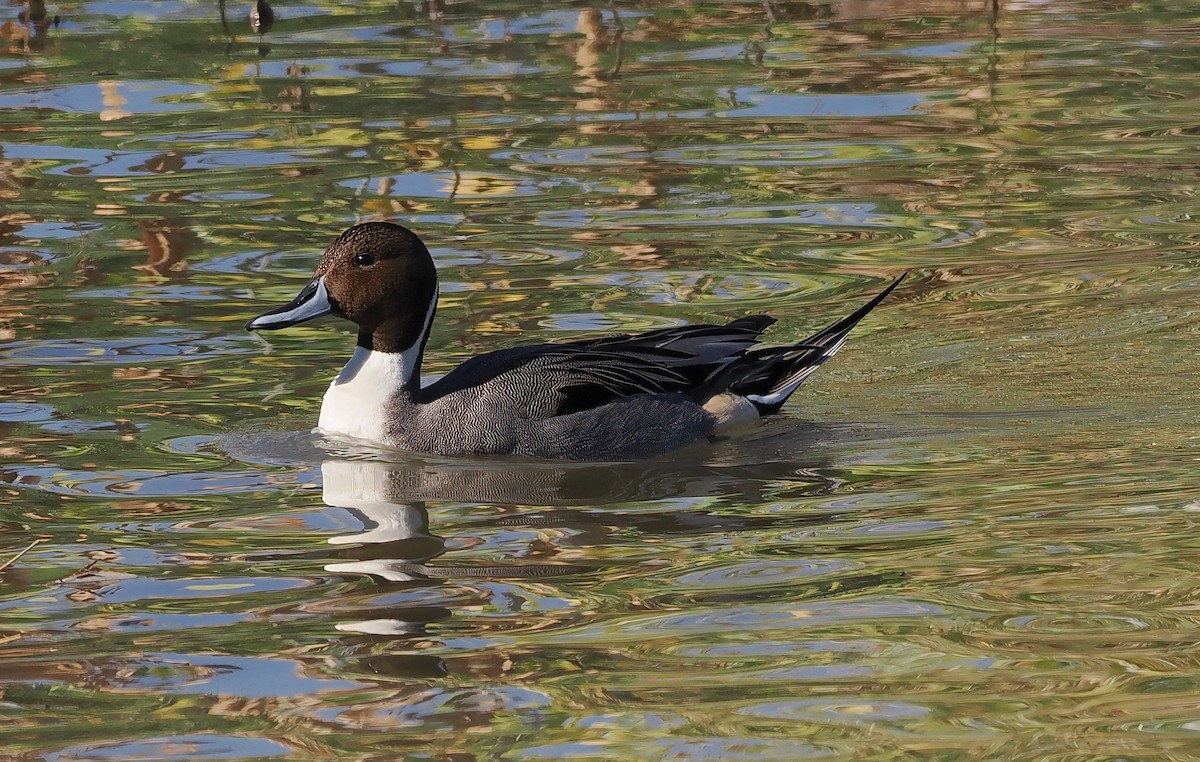 Northern Pintail - ML646078462
