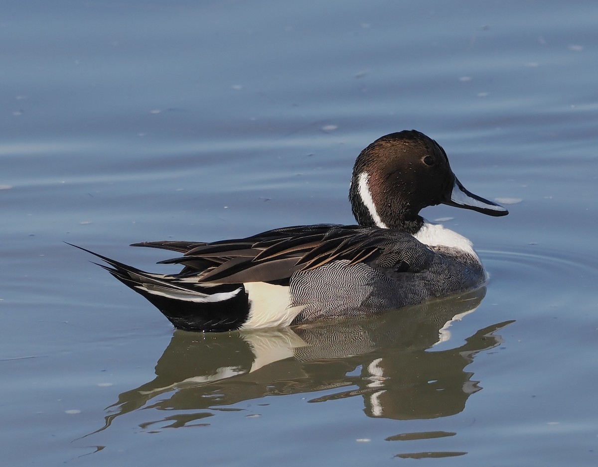 Northern Pintail - ML646078463