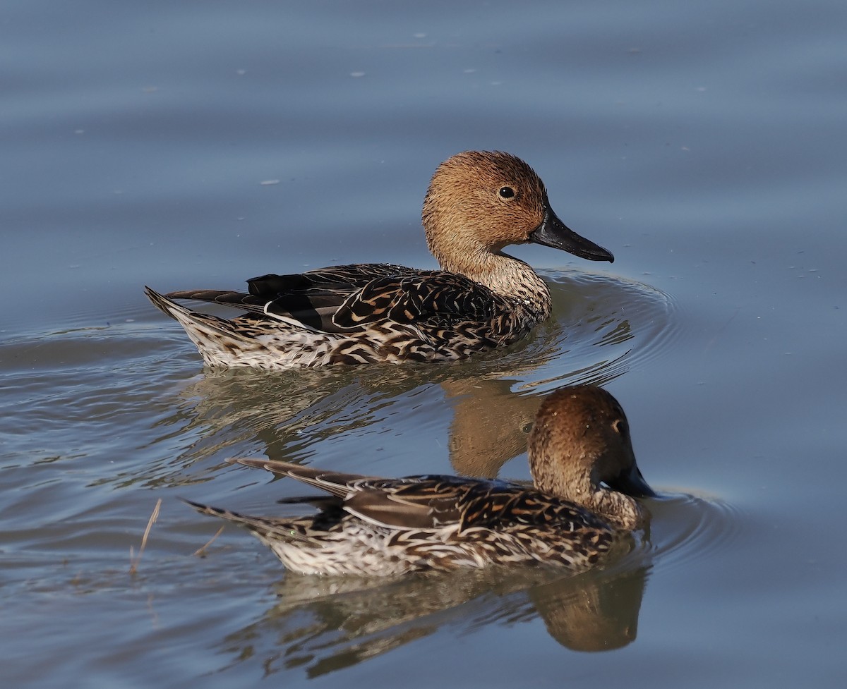 Northern Pintail - ML646078464