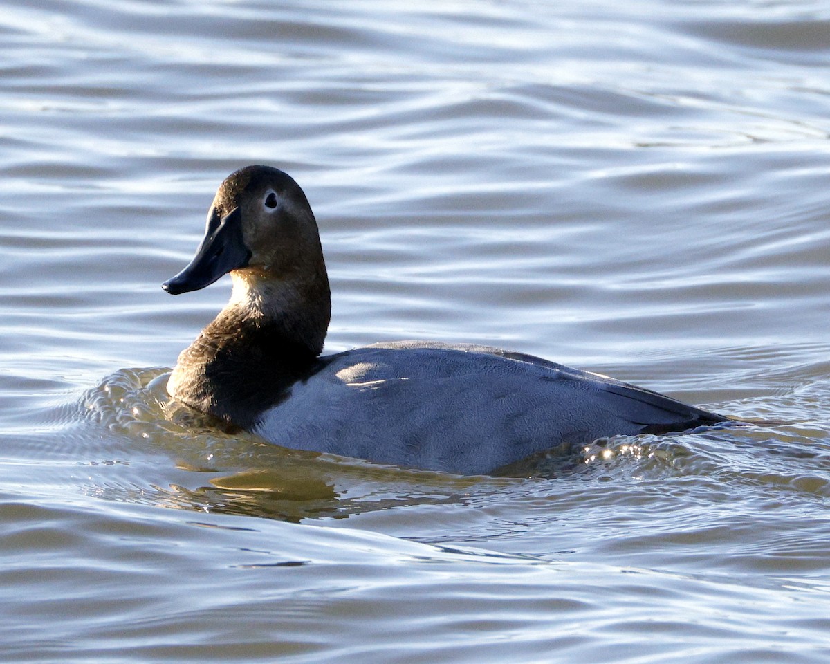 Büyük Elmabaş - ML646078472