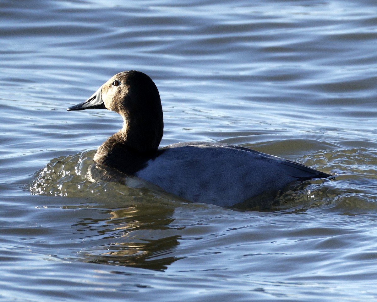 Büyük Elmabaş - ML646078473