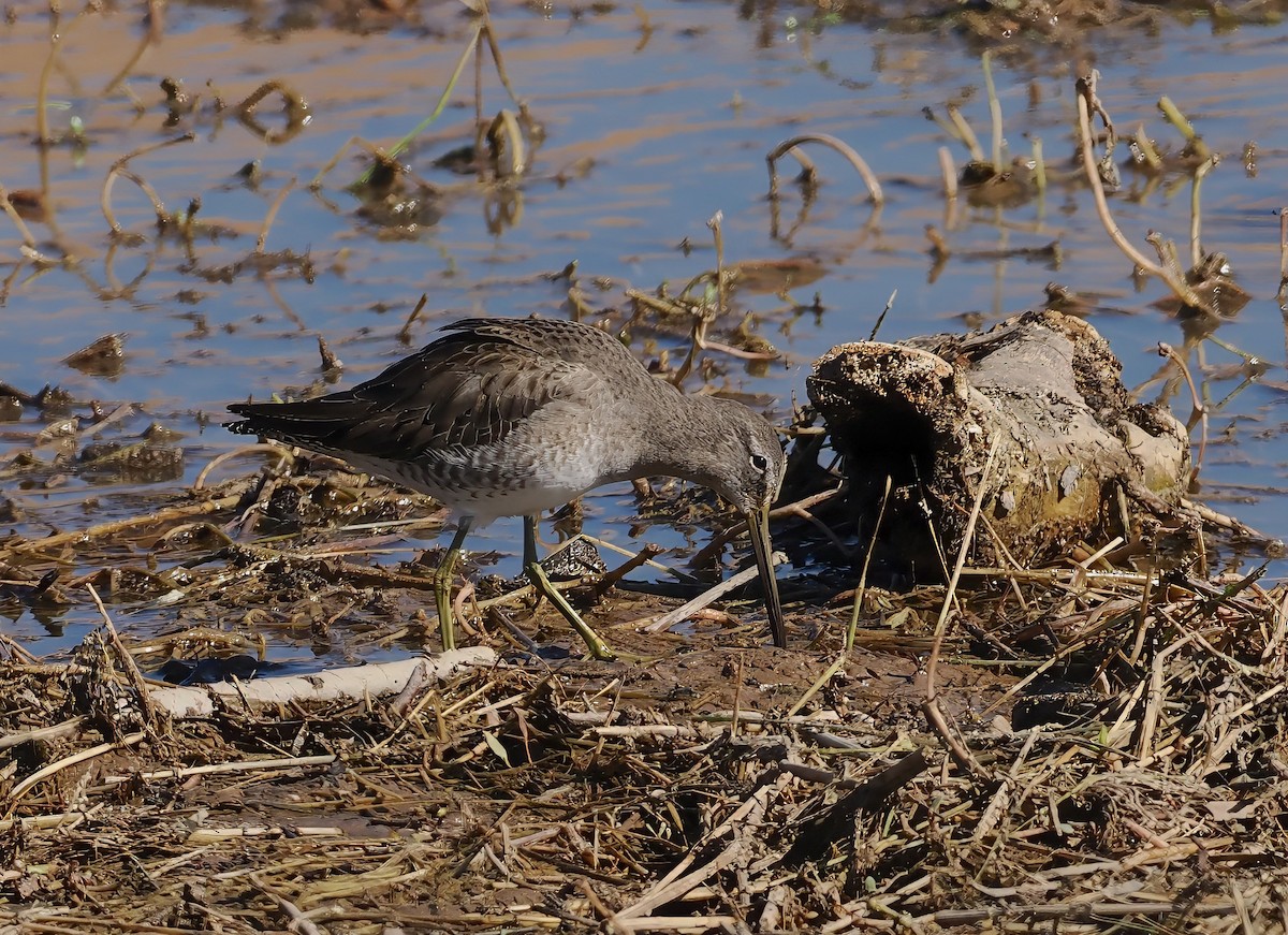 Long-billed Dowitcher - ML646078474