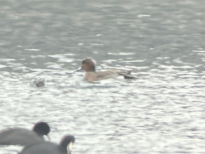 Eurasian x American Wigeon (hybrid) - ML646078476