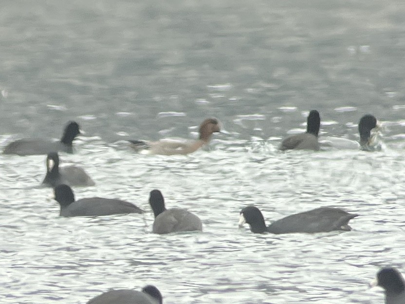 Eurasian x American Wigeon (hybrid) - ML646078477