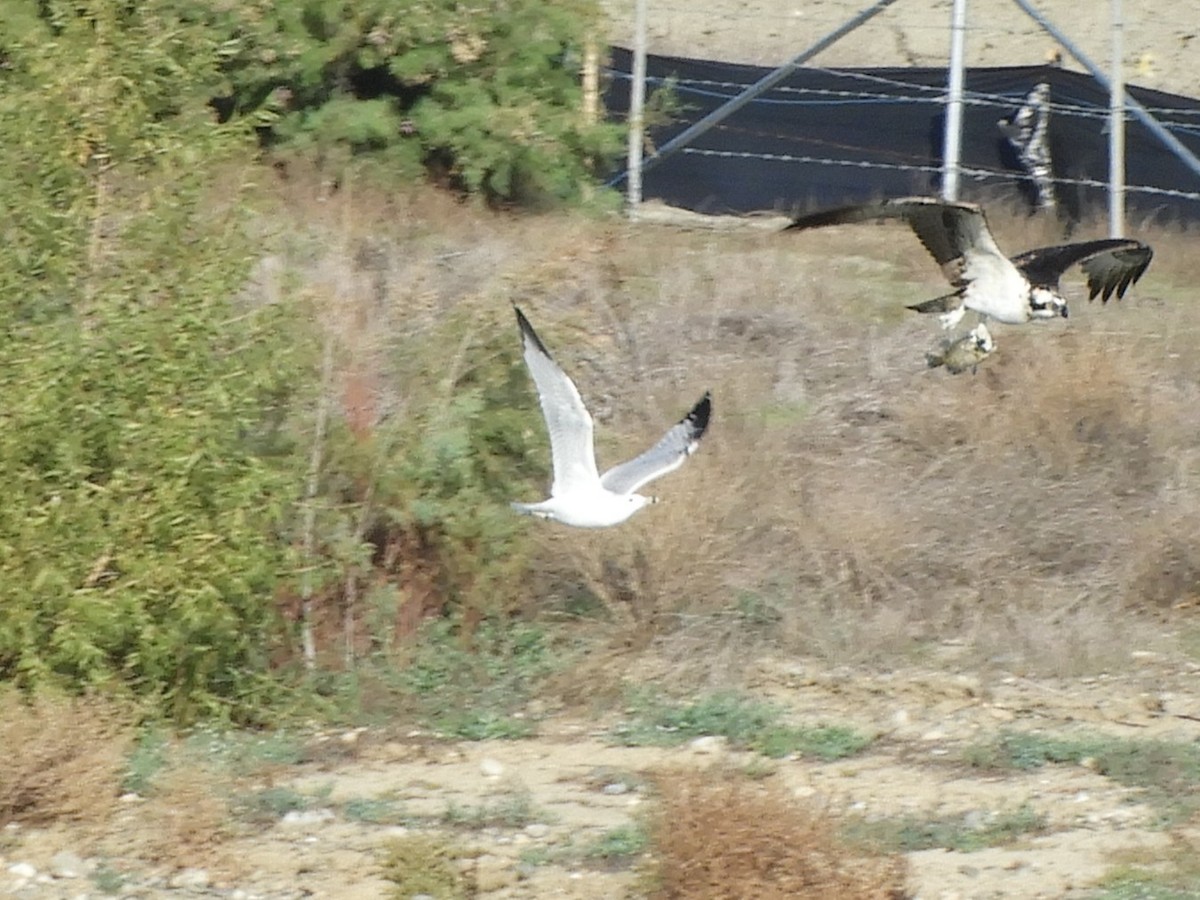 Ring-billed Gull - ML646078478