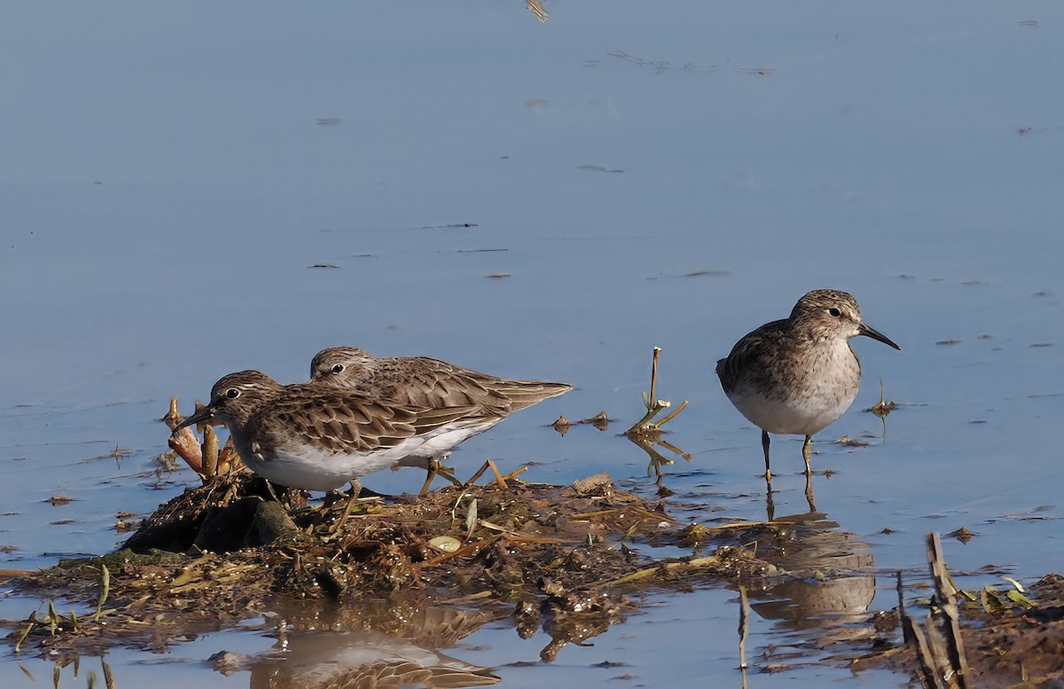 Least Sandpiper - ML646078480