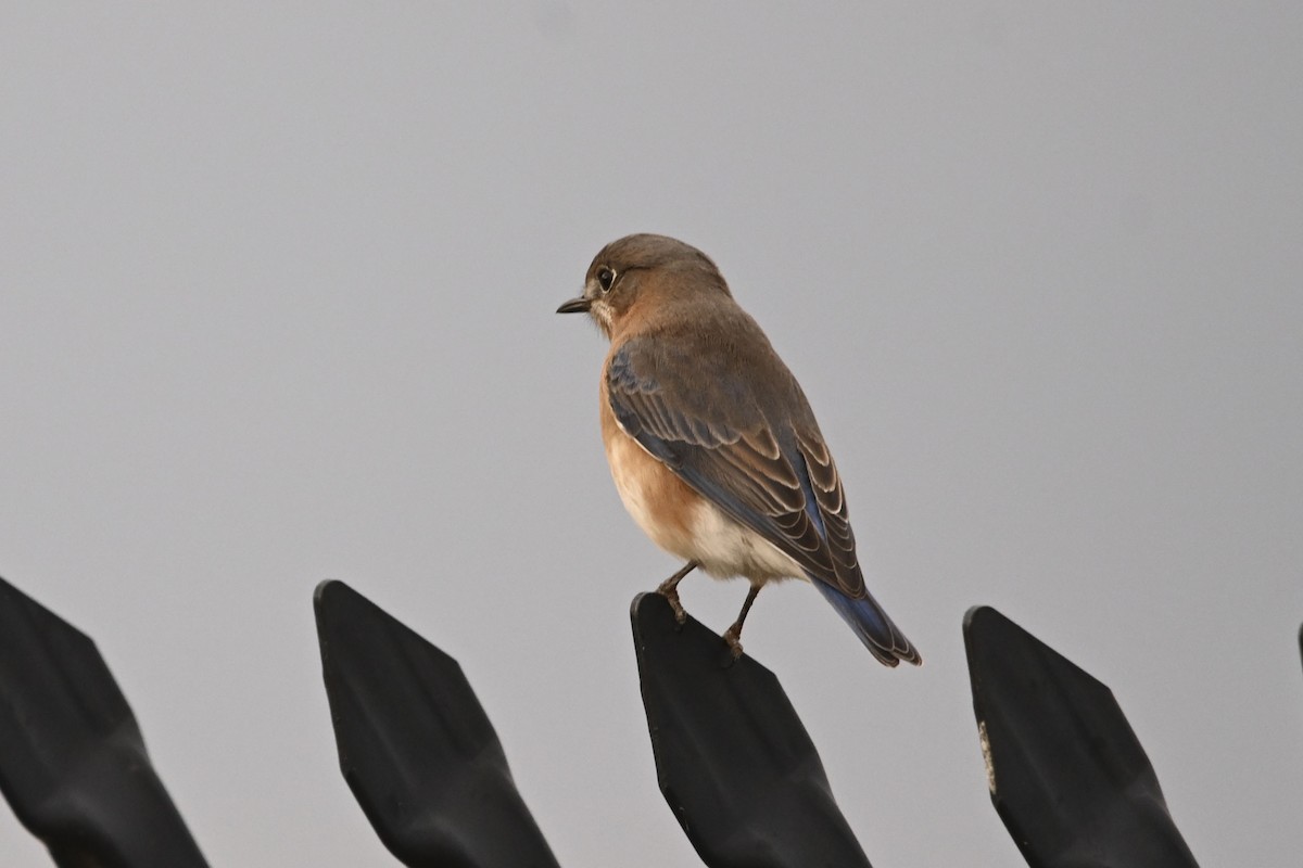 Eastern Bluebird - ML646078484