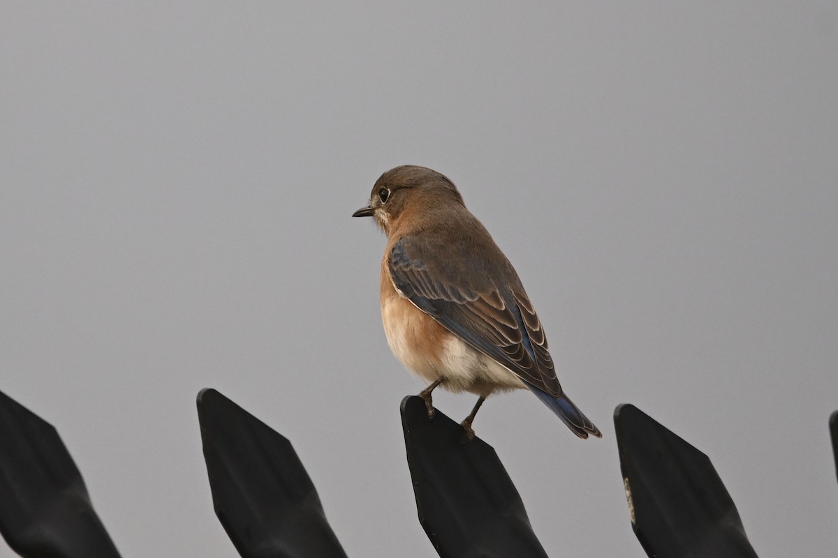 Eastern Bluebird - ML646078485