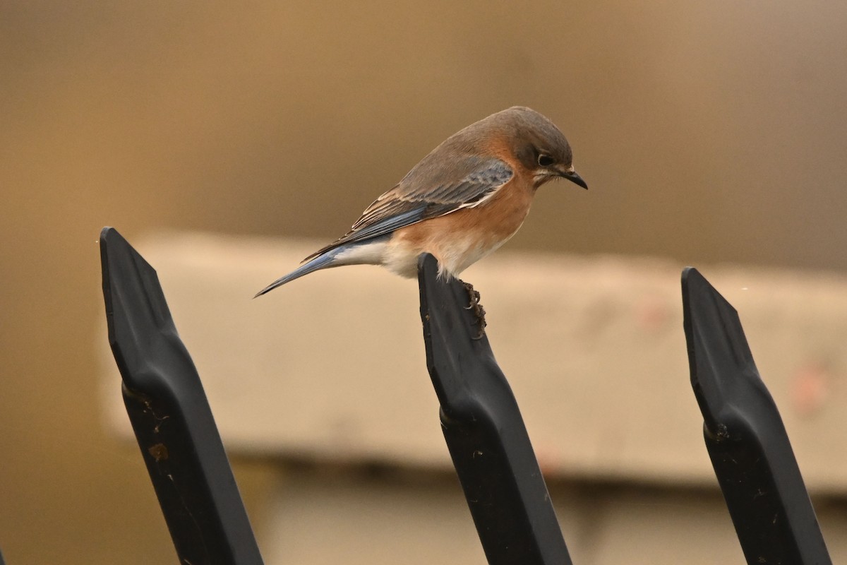 Eastern Bluebird - ML646078486