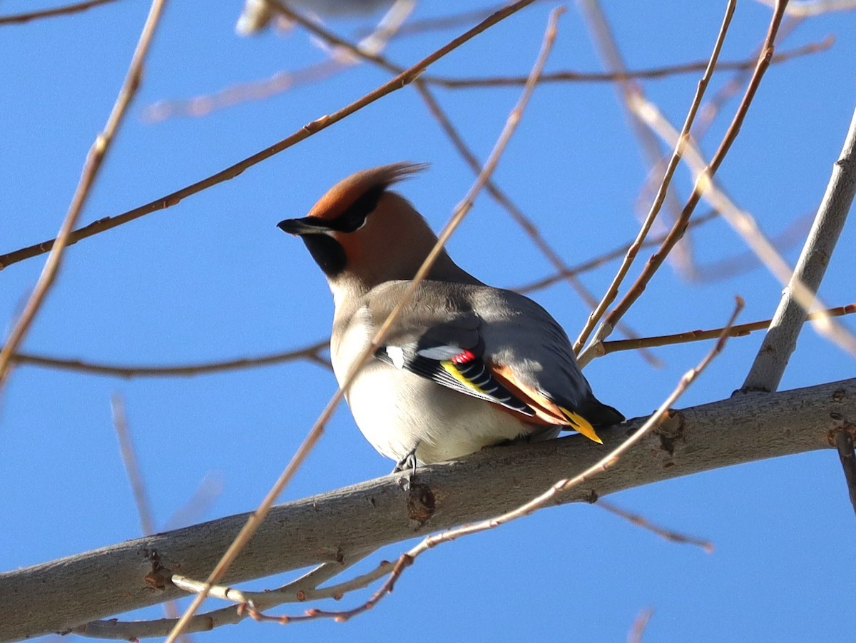 Ampelis Europeo - ML646078487