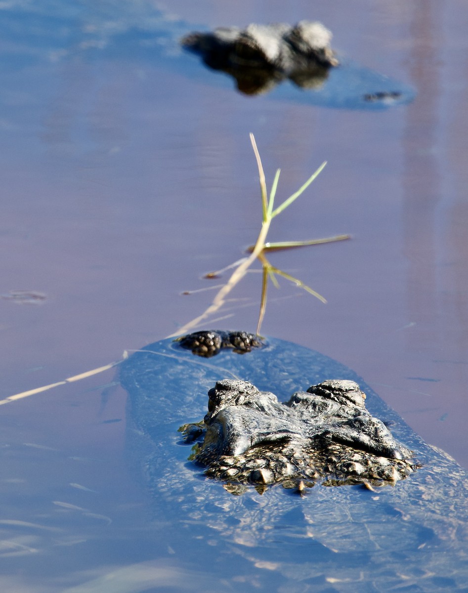 美國短吻鱷 - ML646078489