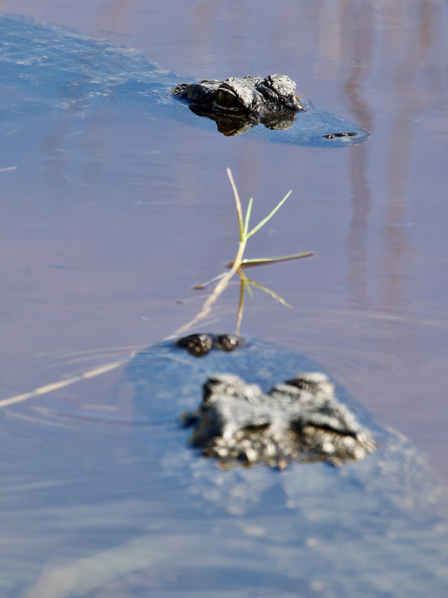 美國短吻鱷 - ML646078490