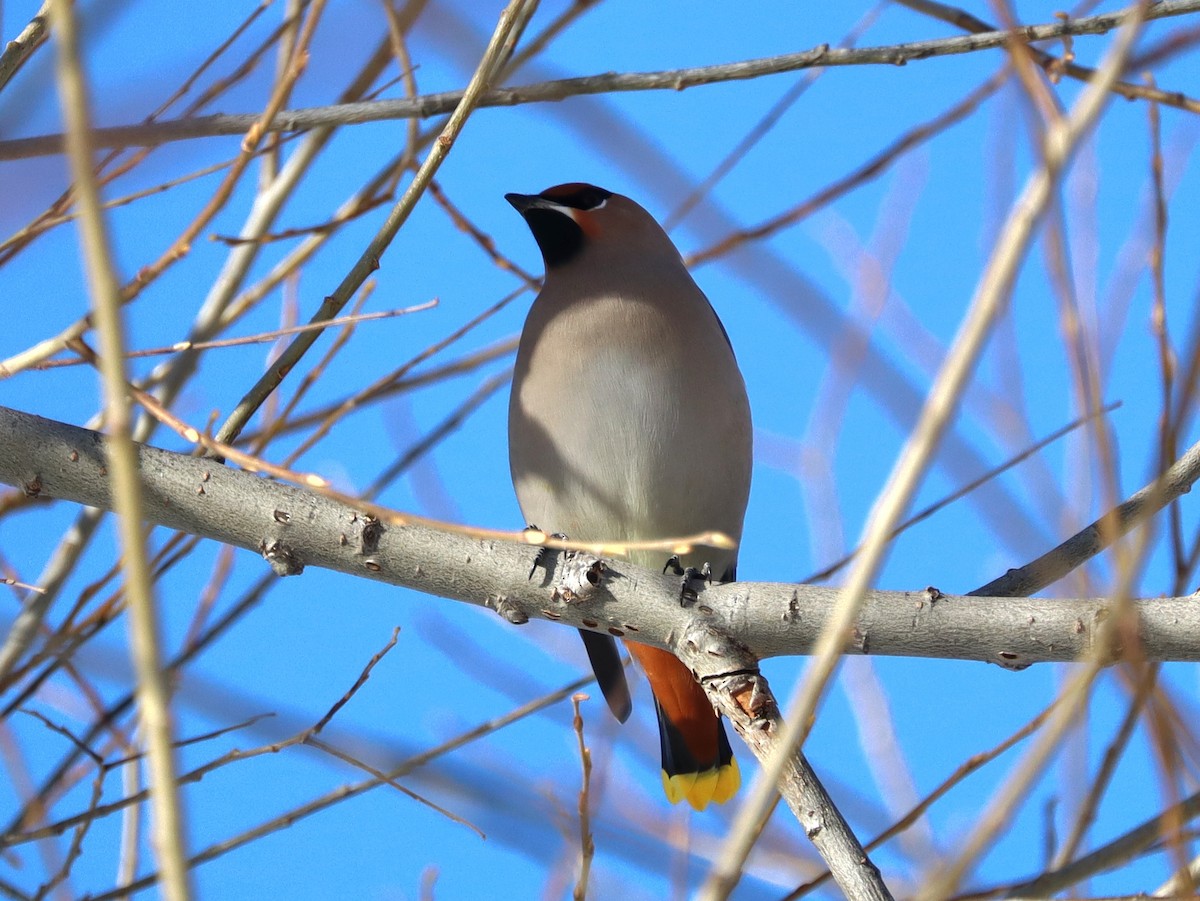 Ampelis Europeo - ML646078499