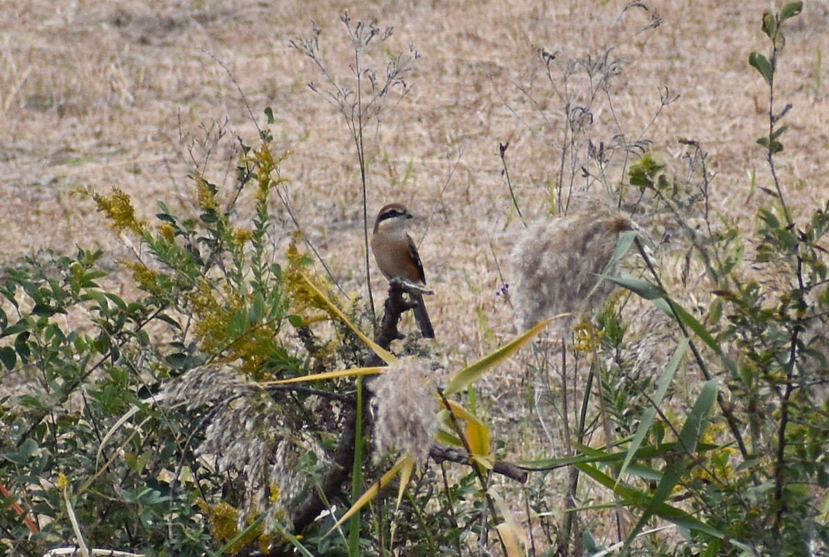 oksevarsler - ML646078503