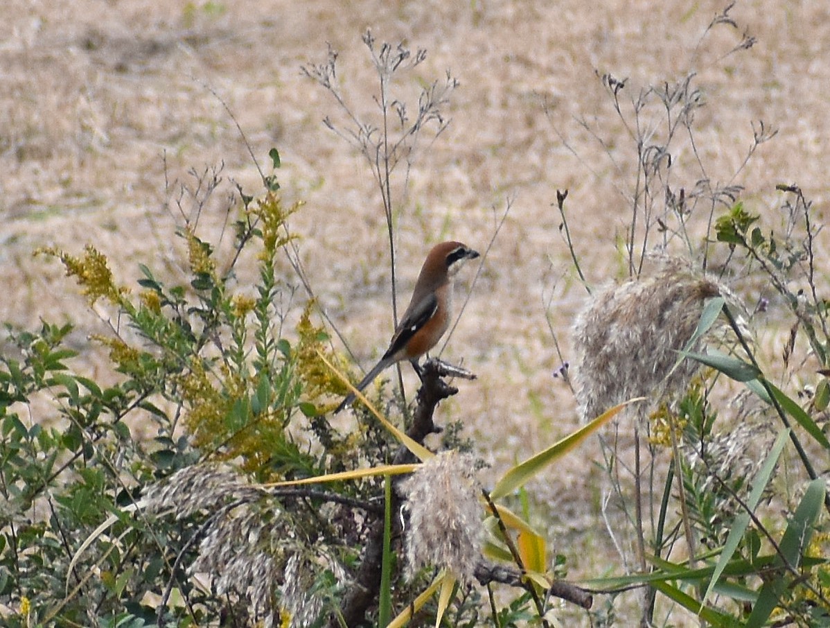 oksevarsler - ML646078504