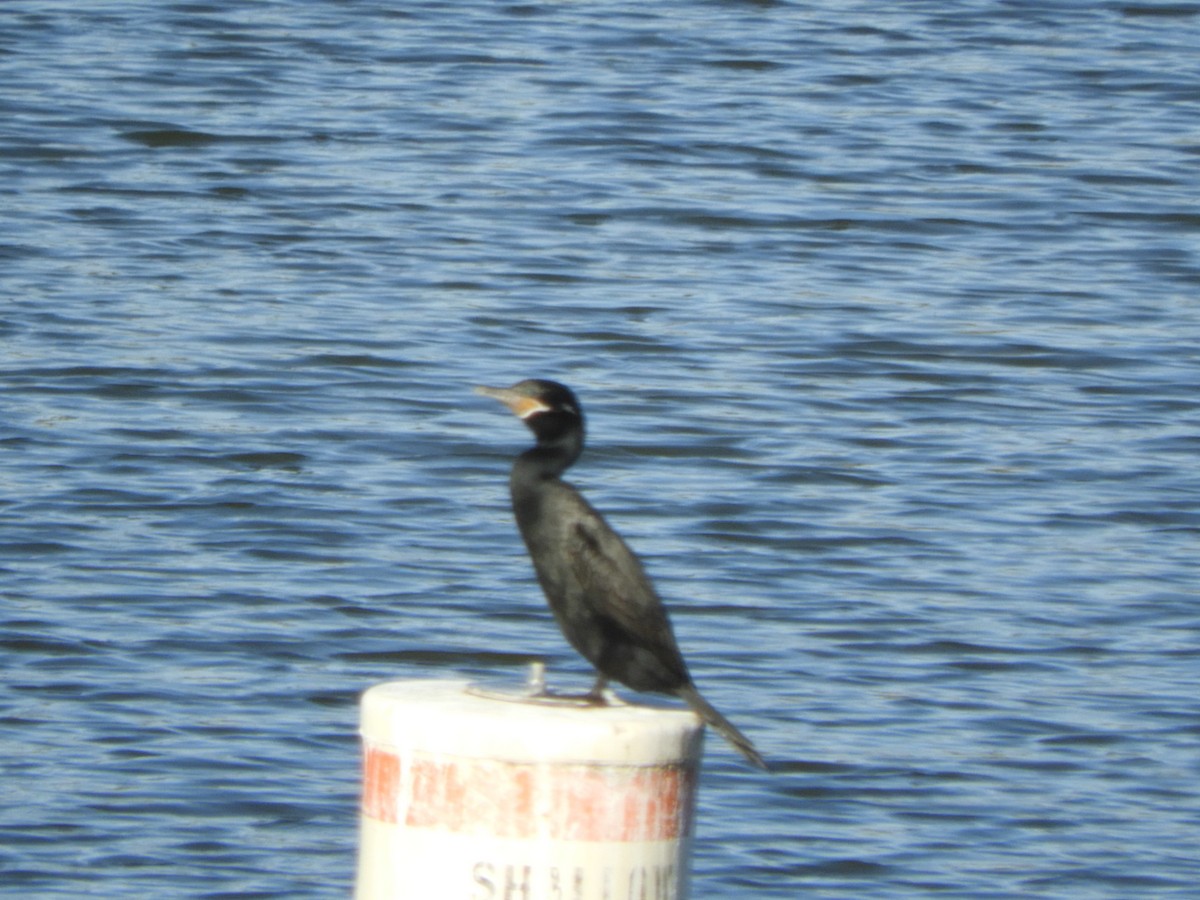Neotropic Cormorant - ML646078505