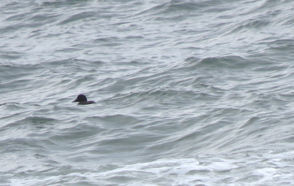 Macreuse à ailes blanches - ML646078506