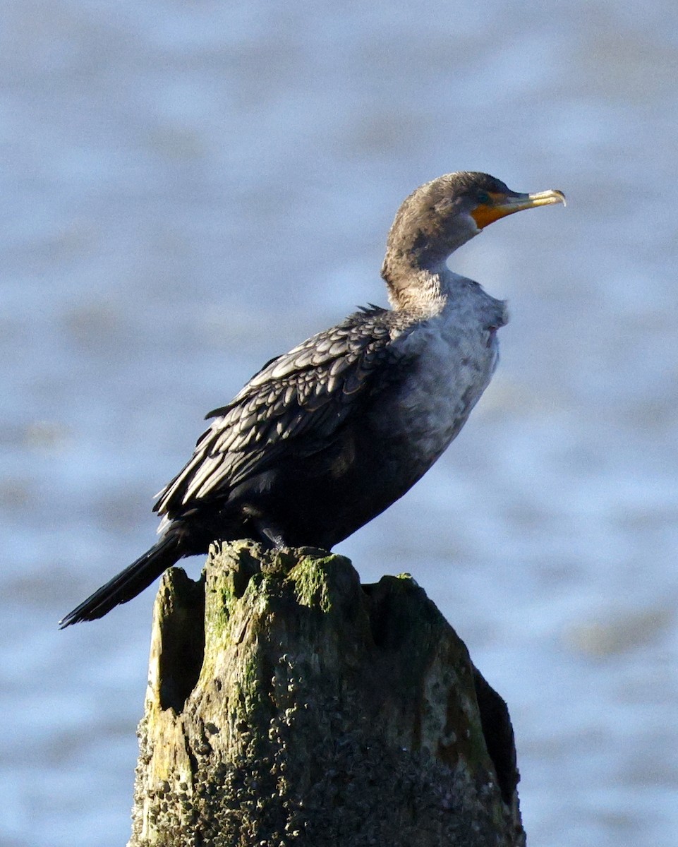 totoppskarv - ML646078507