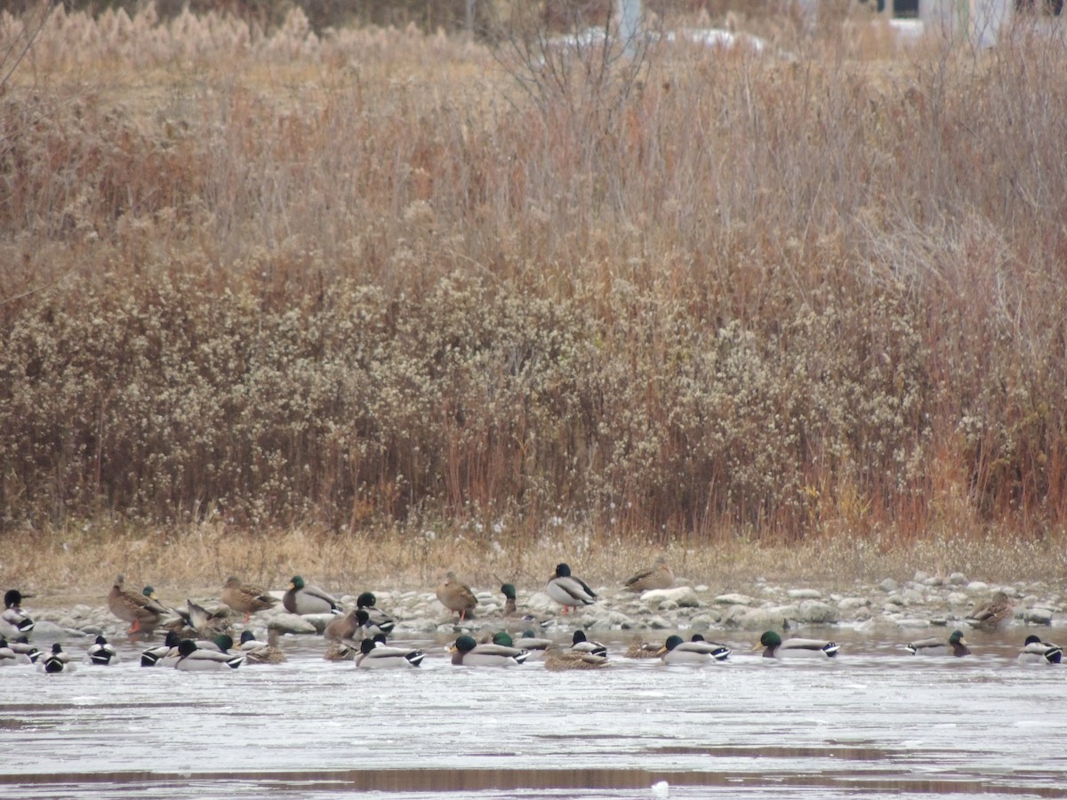 Mallard - ML646078510