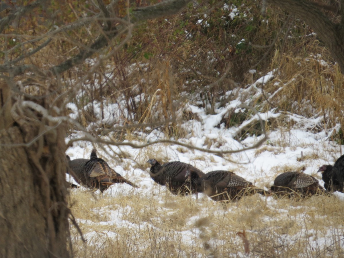 Wild Turkey - ML646078513