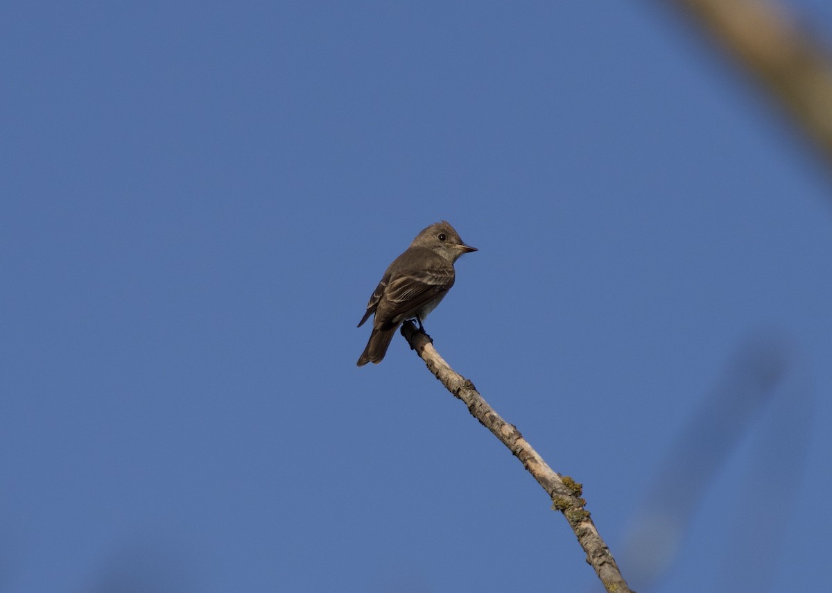 Pibí Oriental - ML646078515