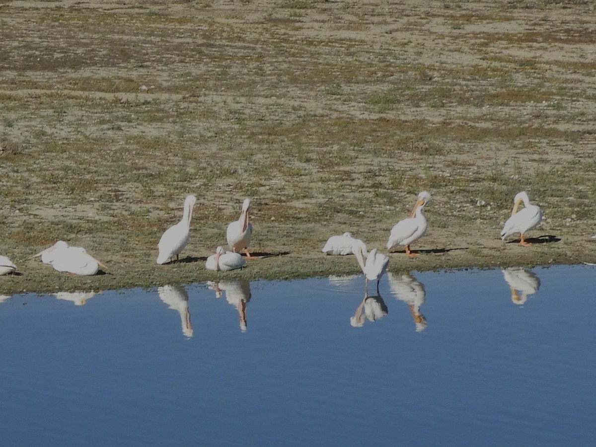 American White Pelican - ML646078517