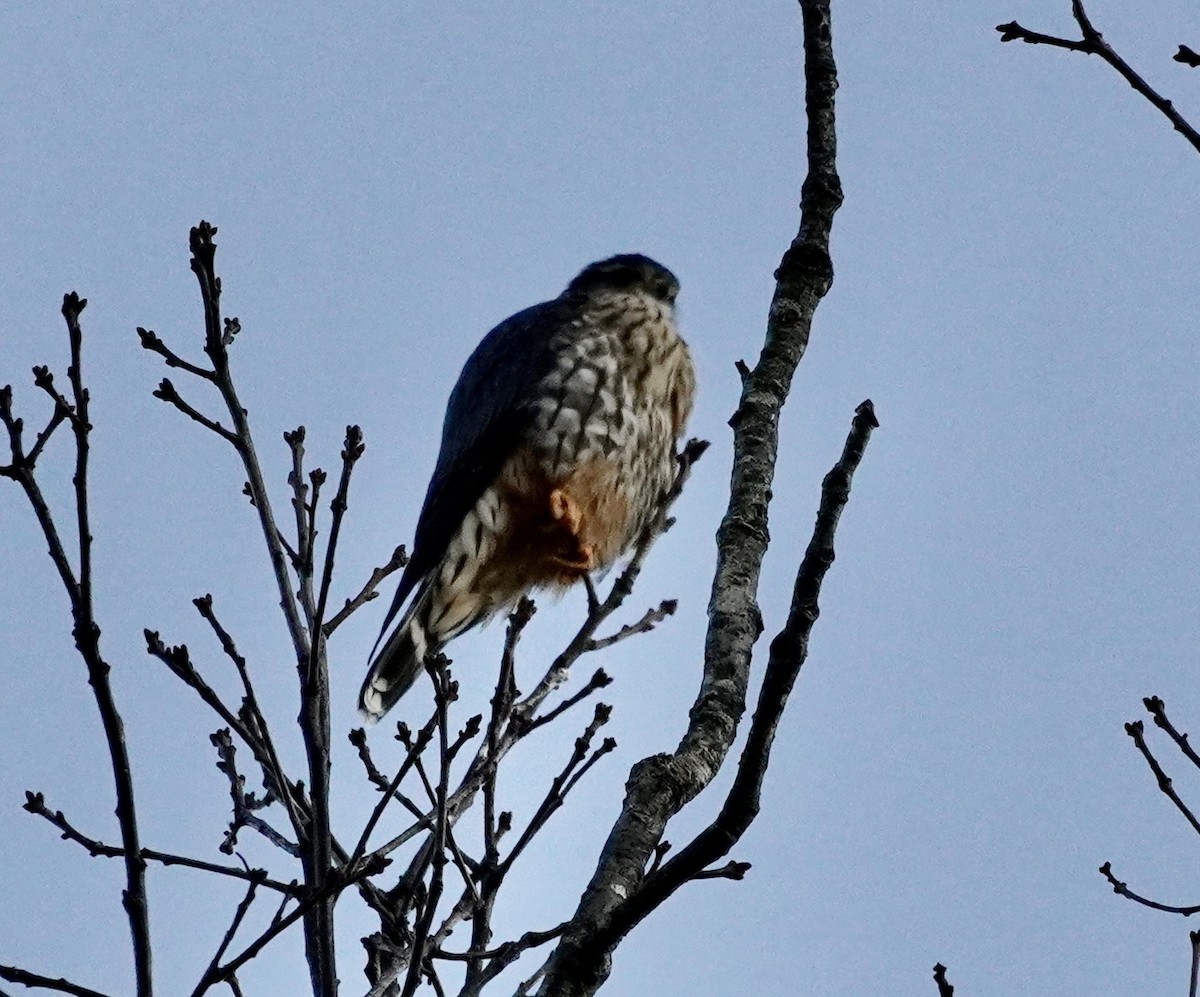 Merlin - ML646078522