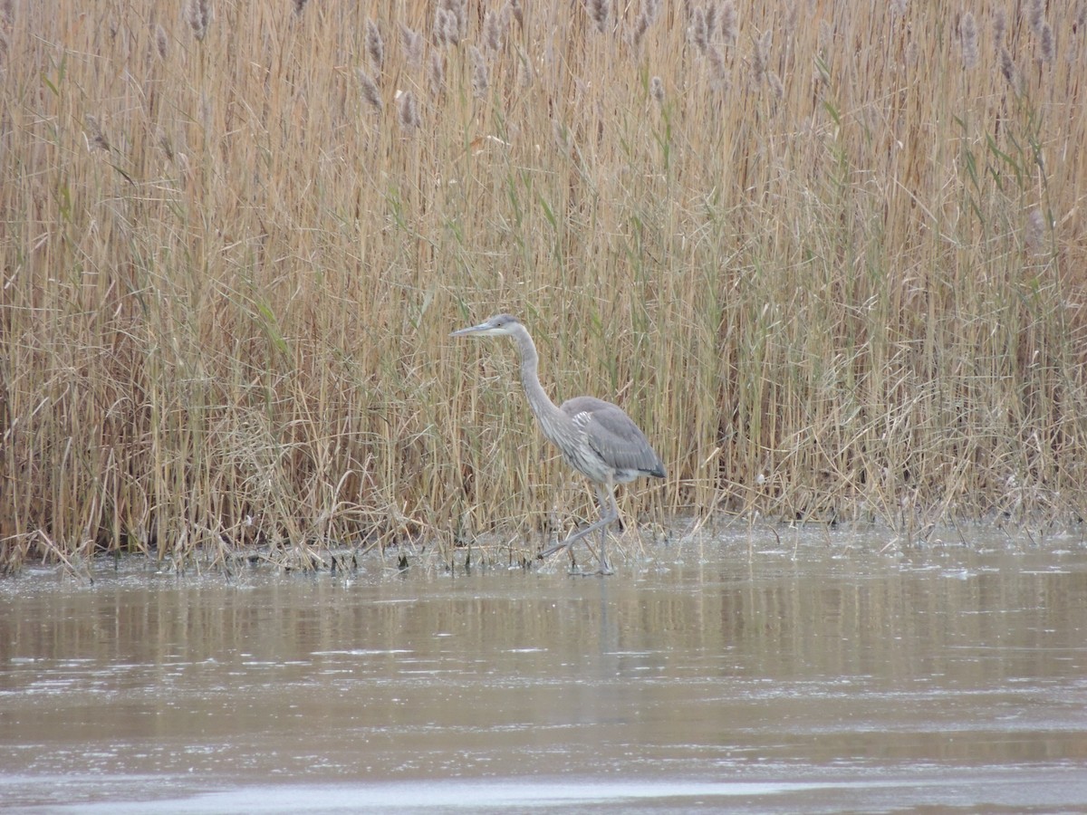 Great Blue Heron - ML646078533