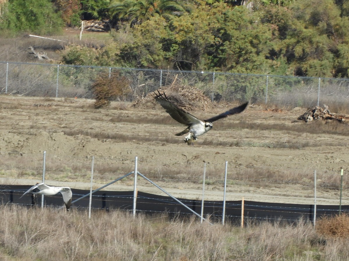 魚鷹 - ML646078538