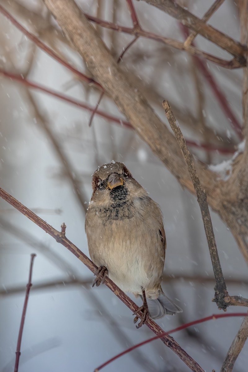 Оронгийн бор шувуу - ML646078541