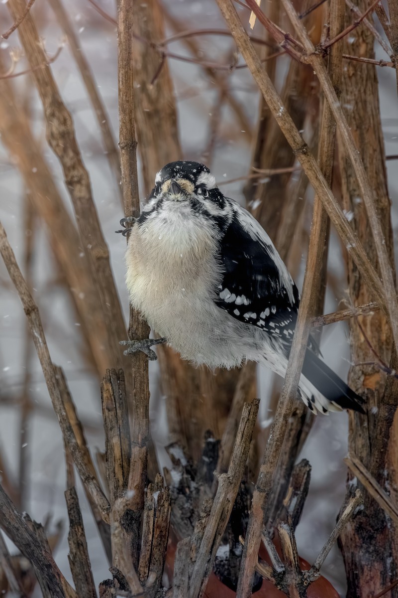 Downy Woodpecker - ML646078542