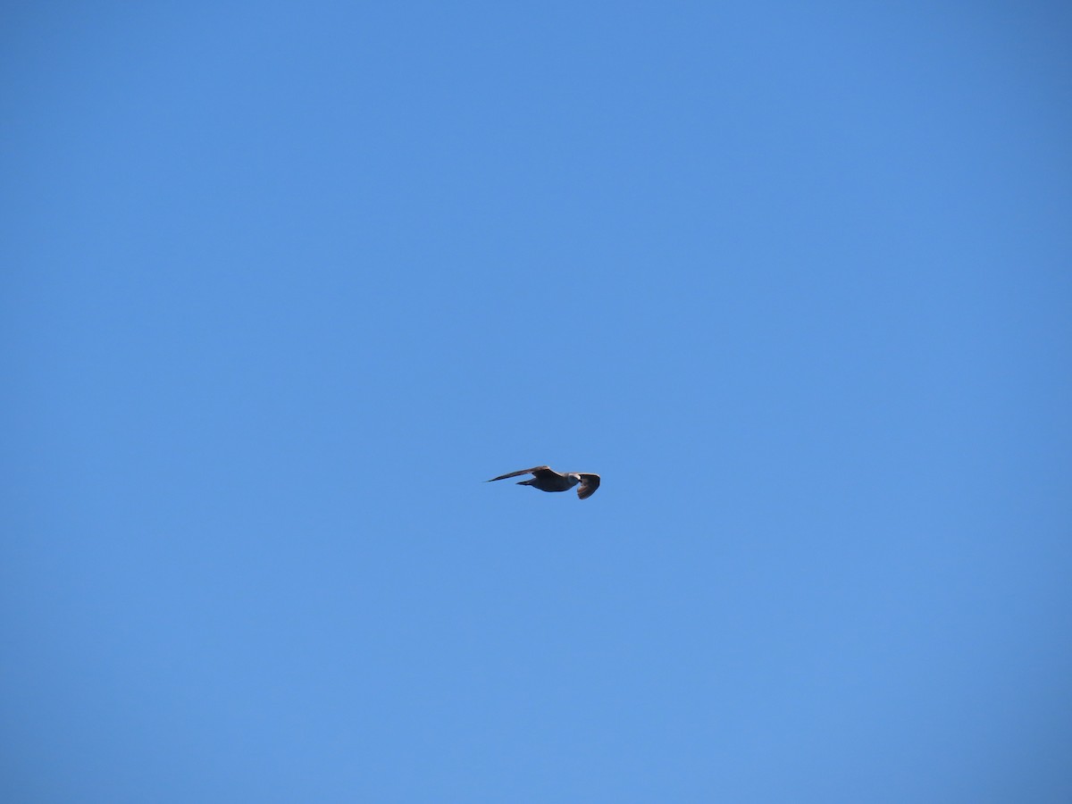 American Herring Gull - ML646078547