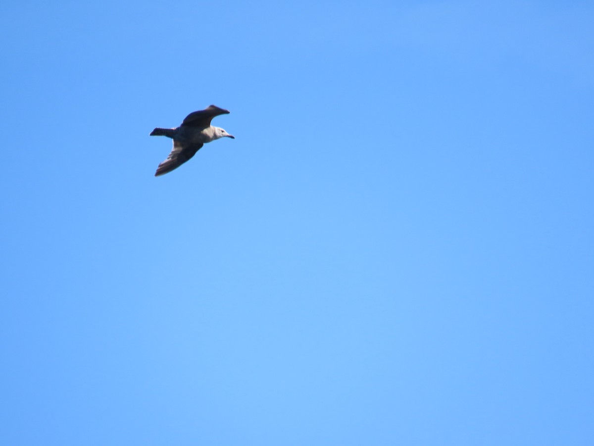 American Herring Gull - ML646078548