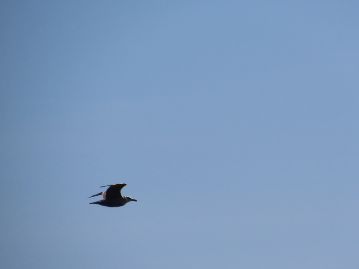 American Herring Gull - ML646078549