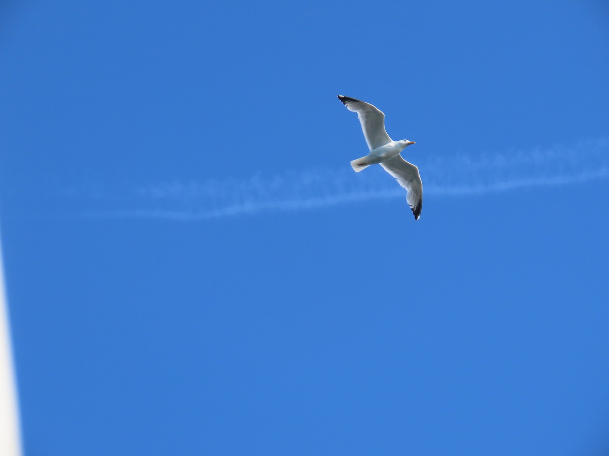 American Herring Gull - ML646078550