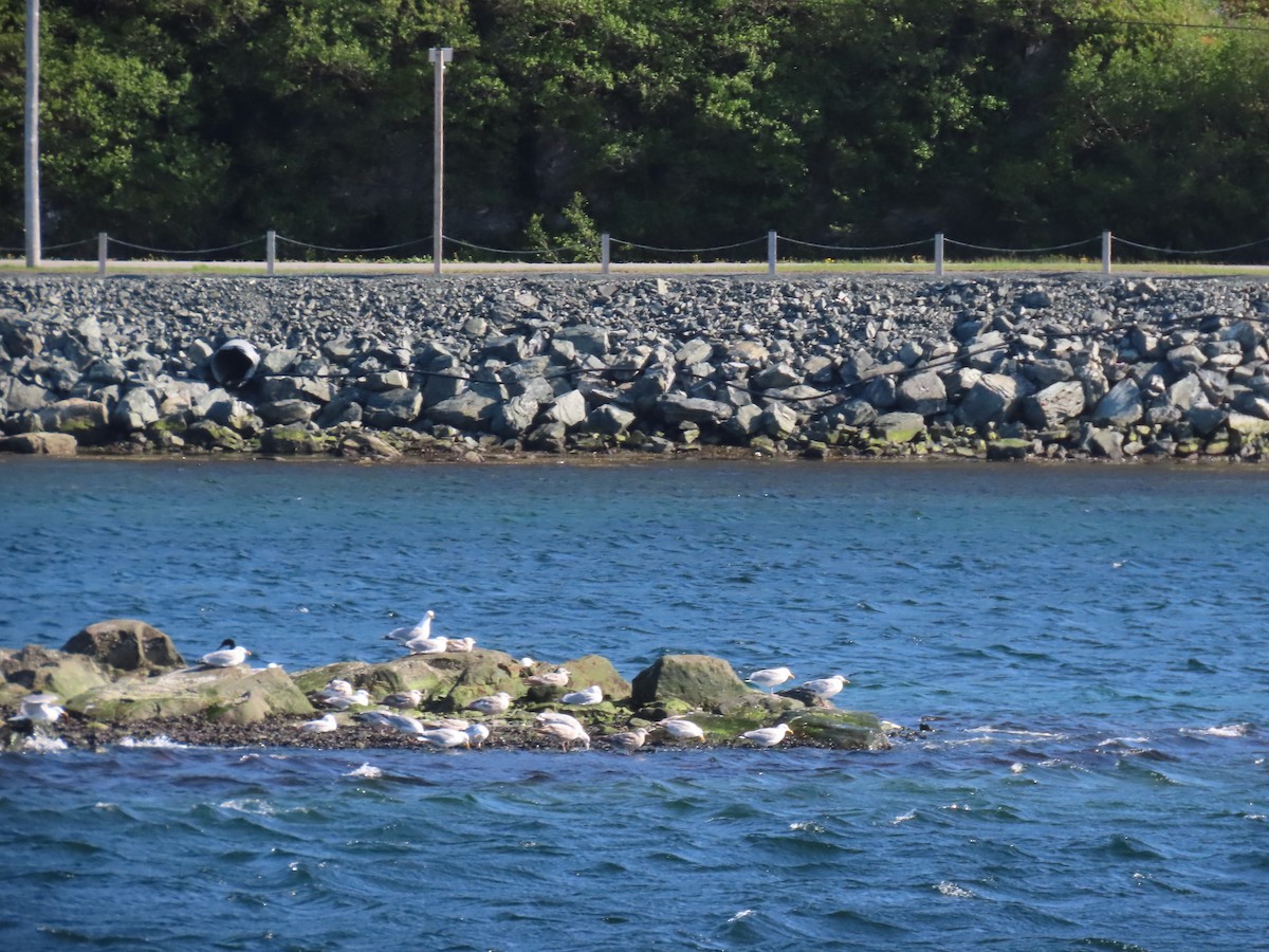 American Herring Gull - ML646078553