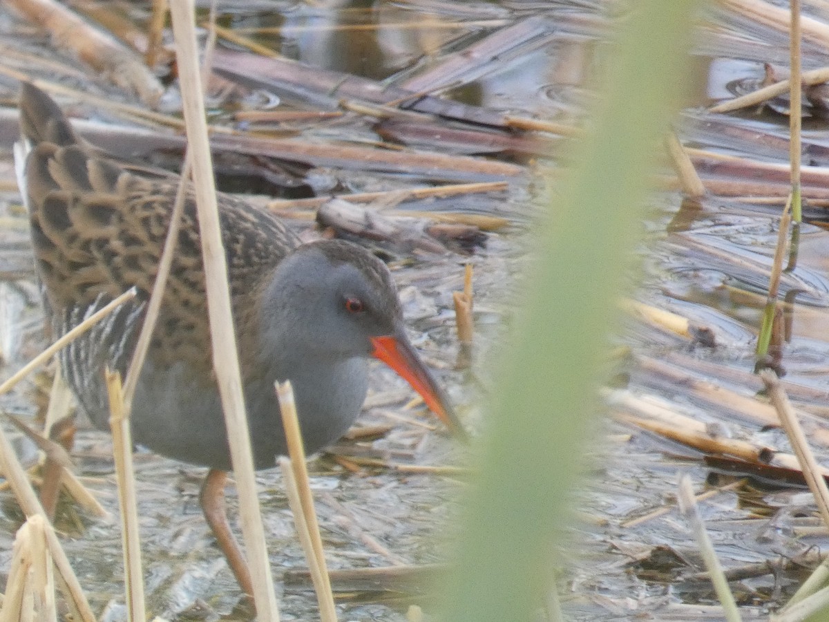 Water Rail - ML646078556