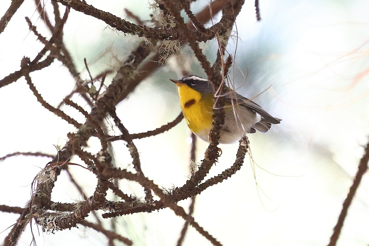 Reinita Cejuda - ML646078557