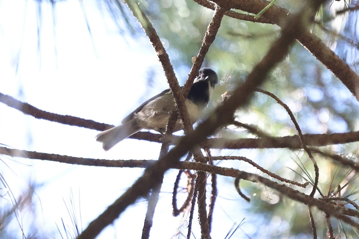 Grauflankenmeise - ML646078561