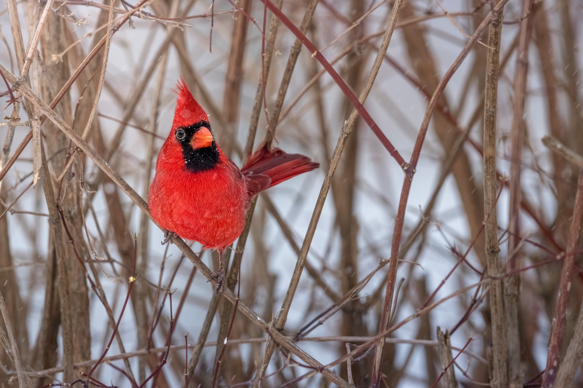 Northern Cardinal - ML646078565