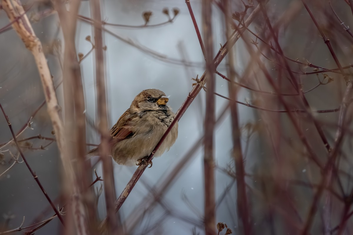 Оронгийн бор шувуу - ML646078581