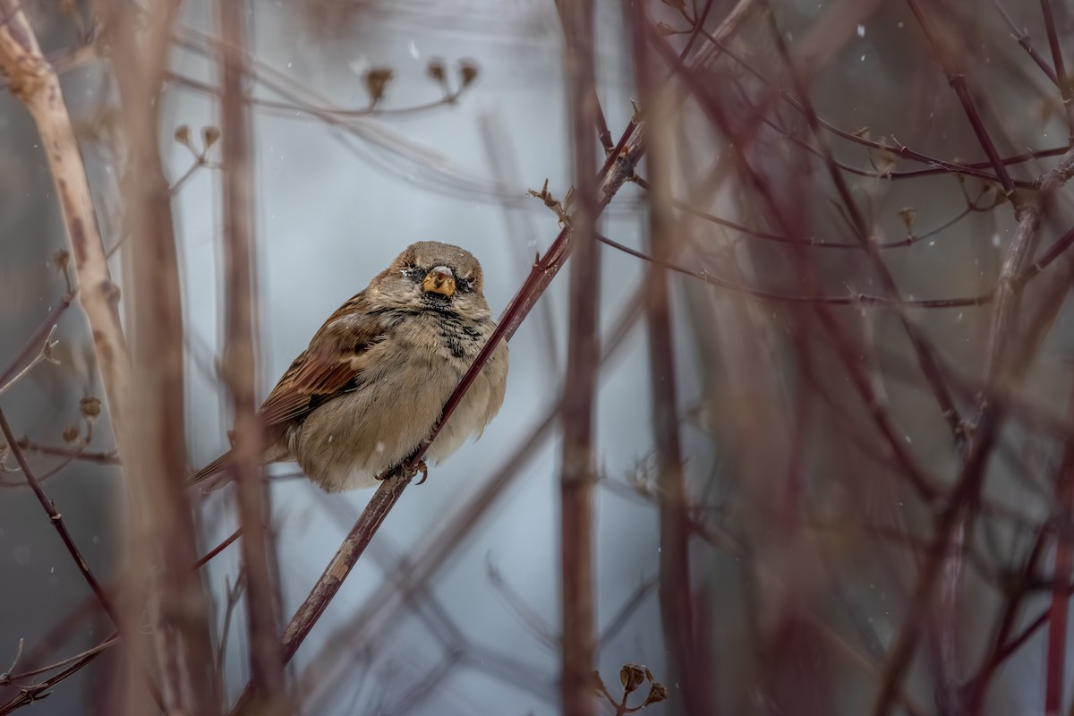 Оронгийн бор шувуу - ML646078582